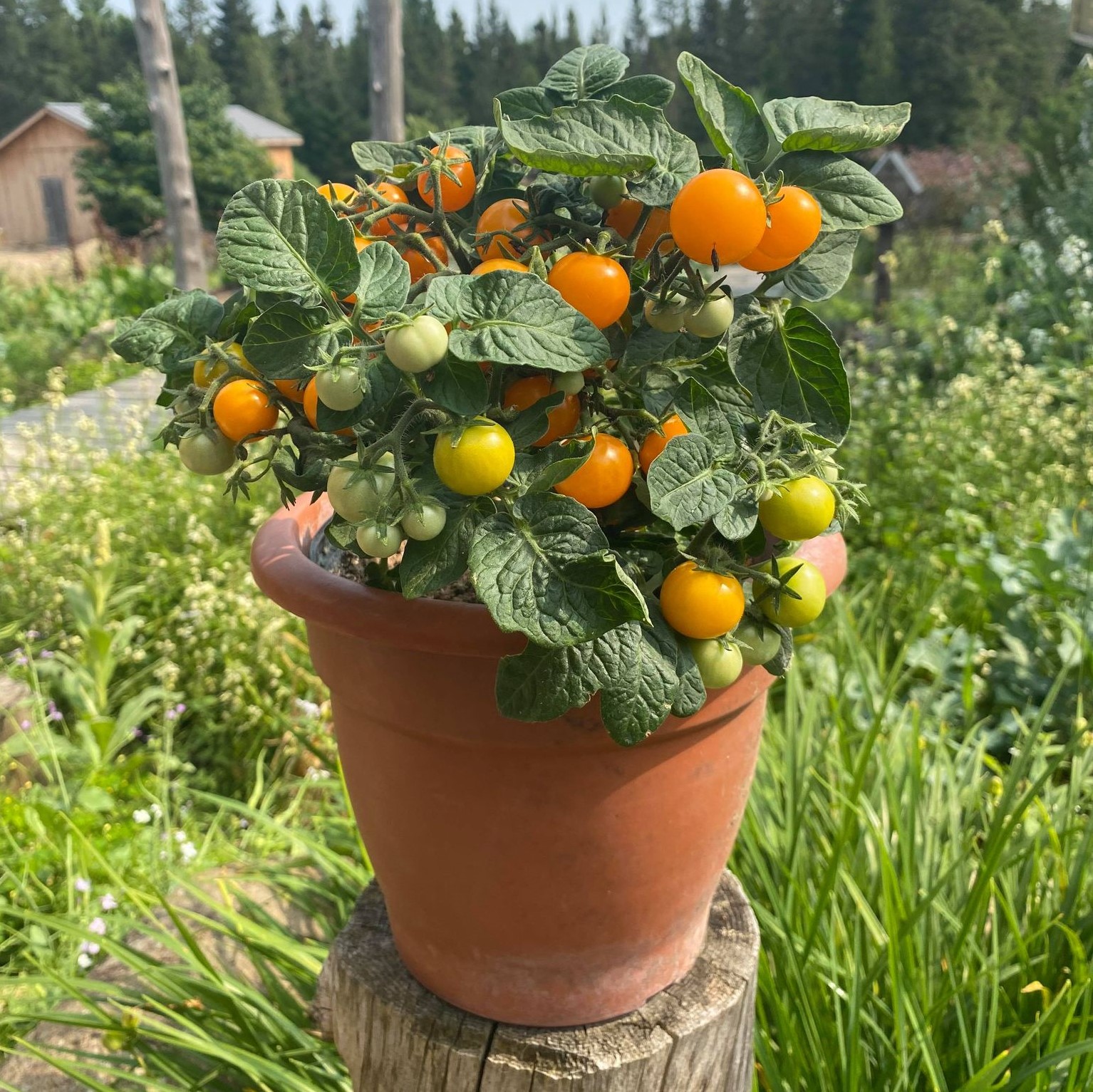 Tomate cerise orange Bio - L'atelier des bons plants