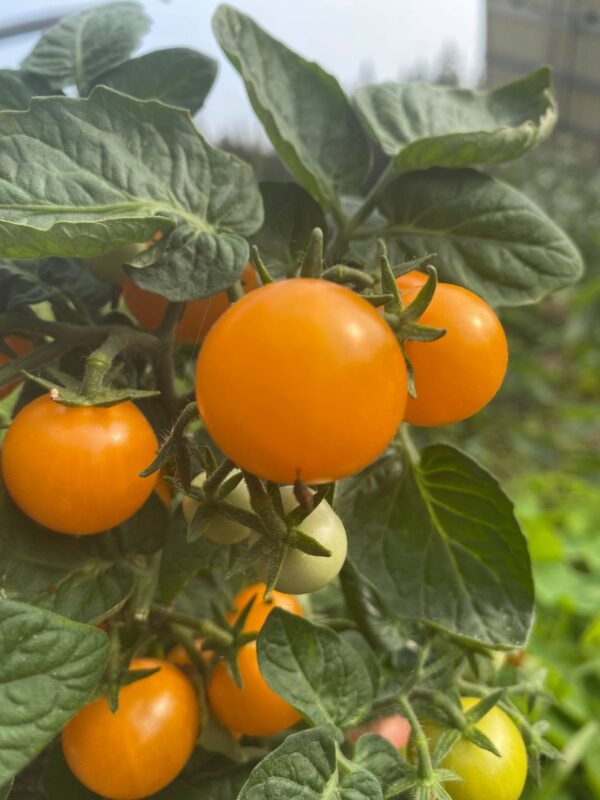 Tomate cerise Orange Hat - Bio – Image 2