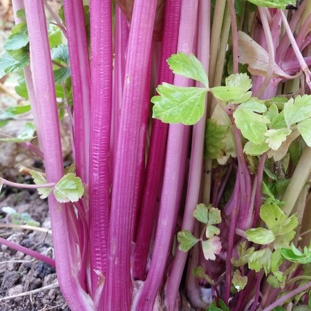 Basilic mauve – Coop Pied de céleri