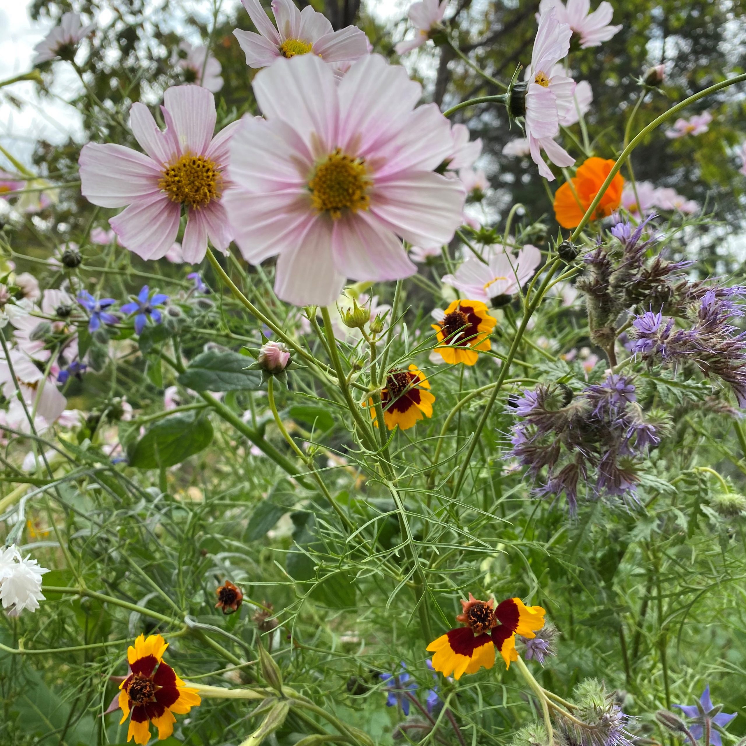 Fleurs en mélange - Bio - Jardins de l'écoumène