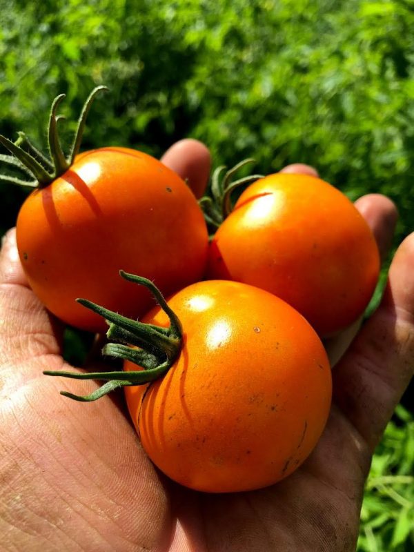 Tomate cocktail Jaune Flammée - Bio
