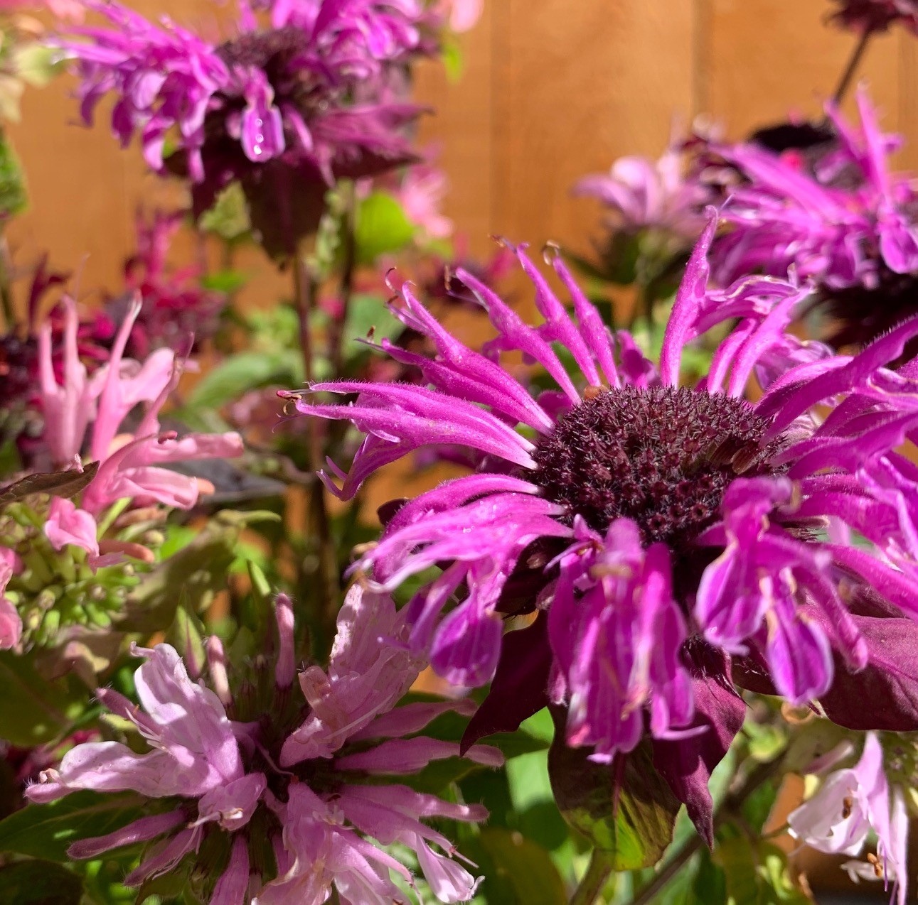 Tournesol Mammouth géant - Bio - Jardins de l'écoumène