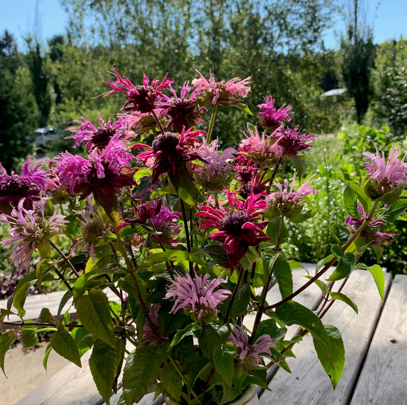 Fleurs en mélange - Bio - Jardins de l'écoumène