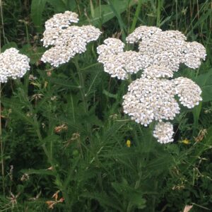 L'achillée millefeuille – Hippocrate en son jardin