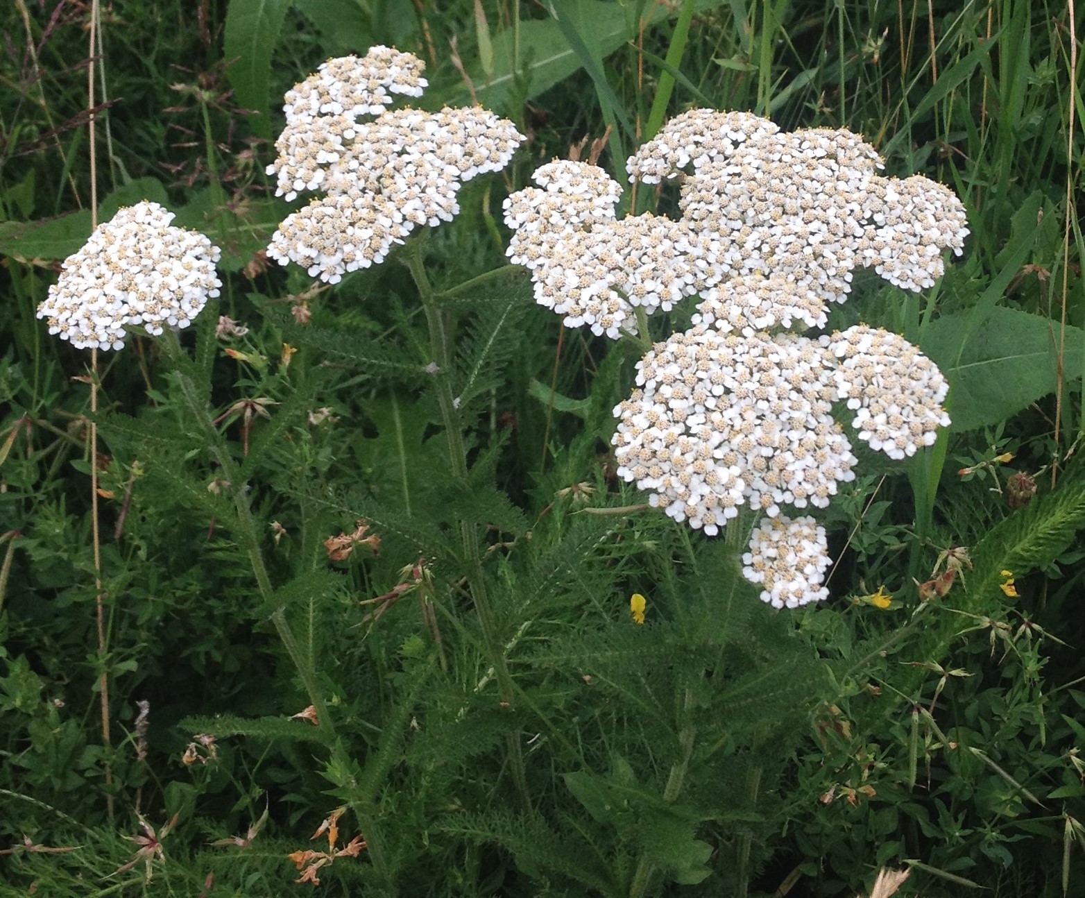 Flore du Québec :: Présentation = Achillée millefeuille [Achillea  millefolium]