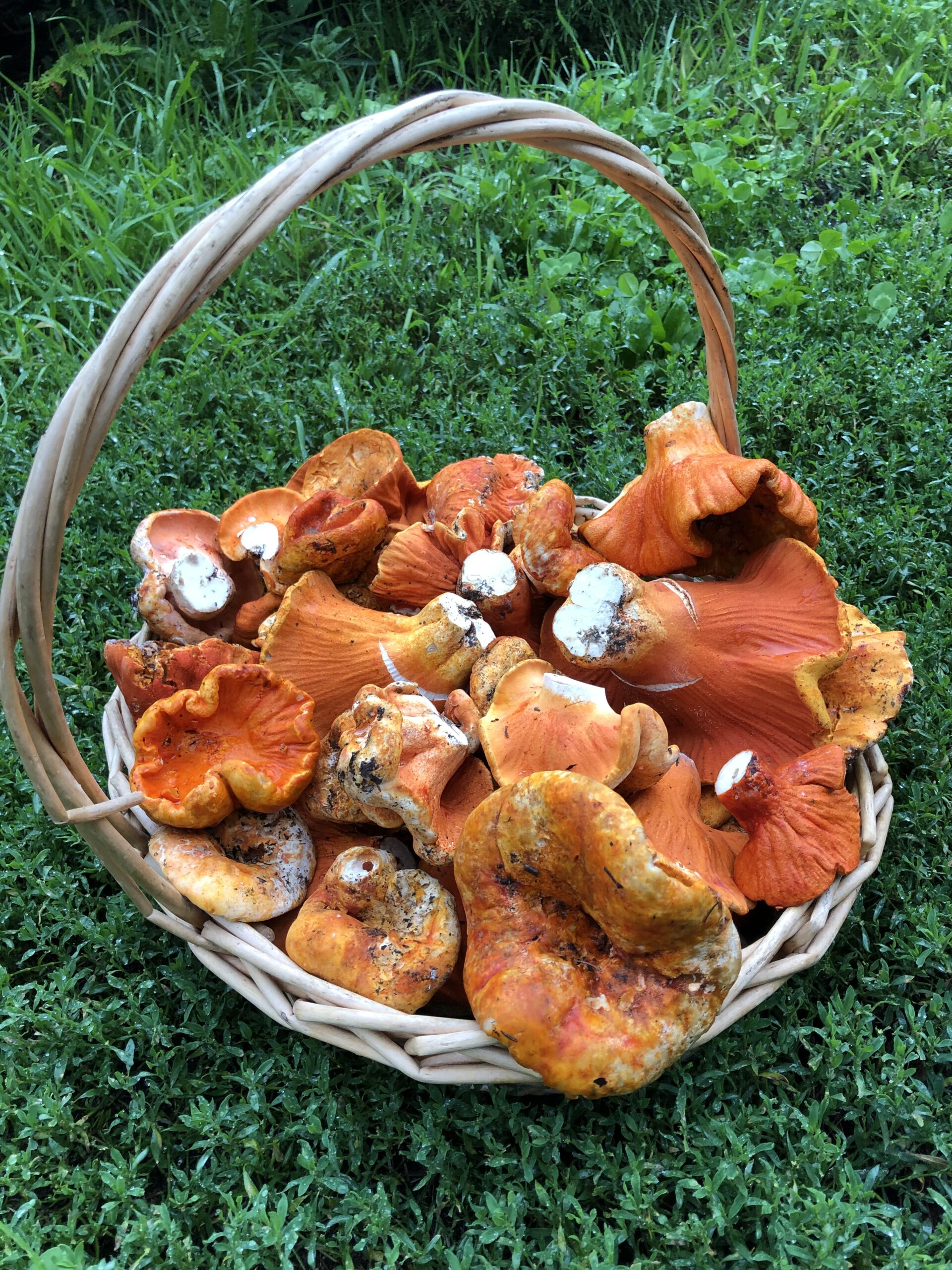 Champignon homard - Jardins de l'écoumène