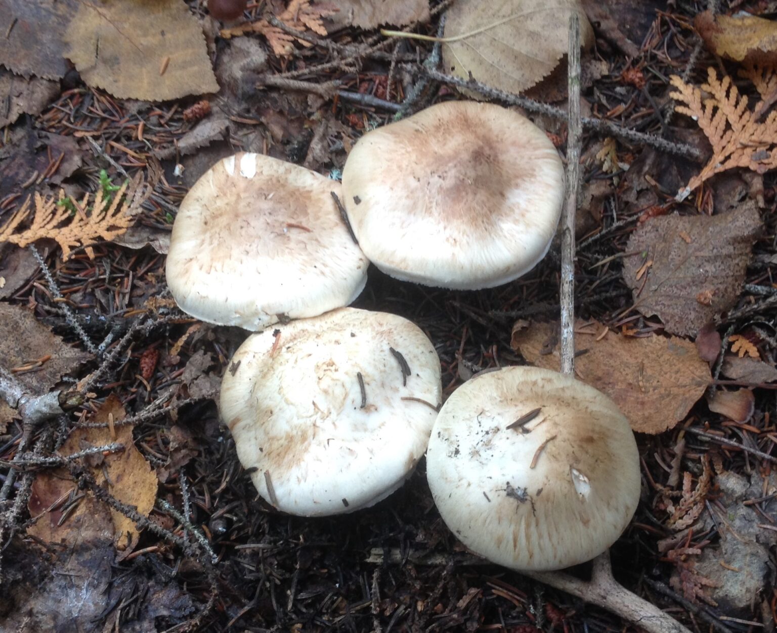 Matsutake Jardins de l'écoumène