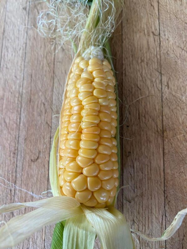 Orchard Baby Corn - Organic – Image 4