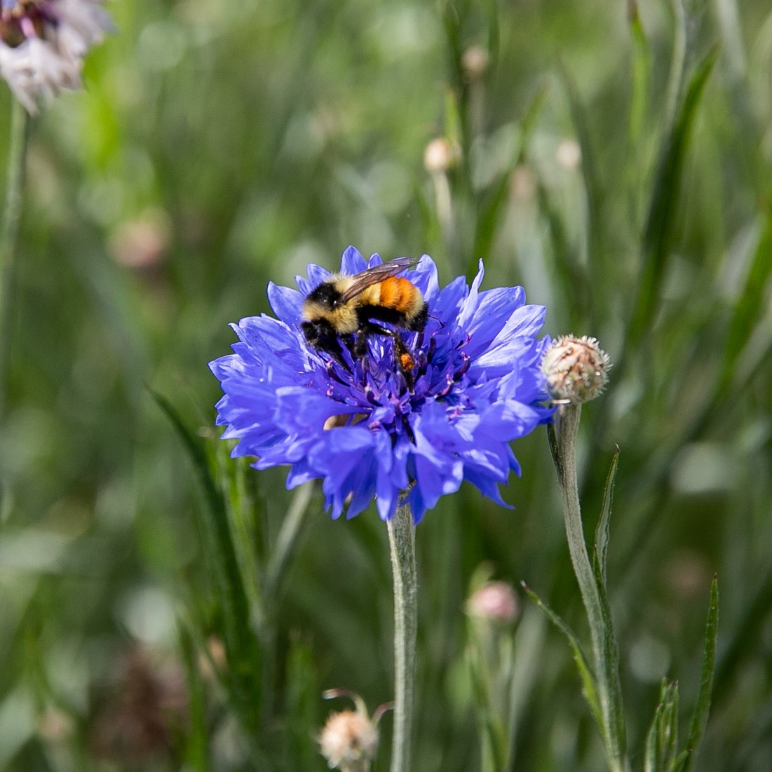 Centaurée Bleuet - Bio - Jardins de l'écoumène