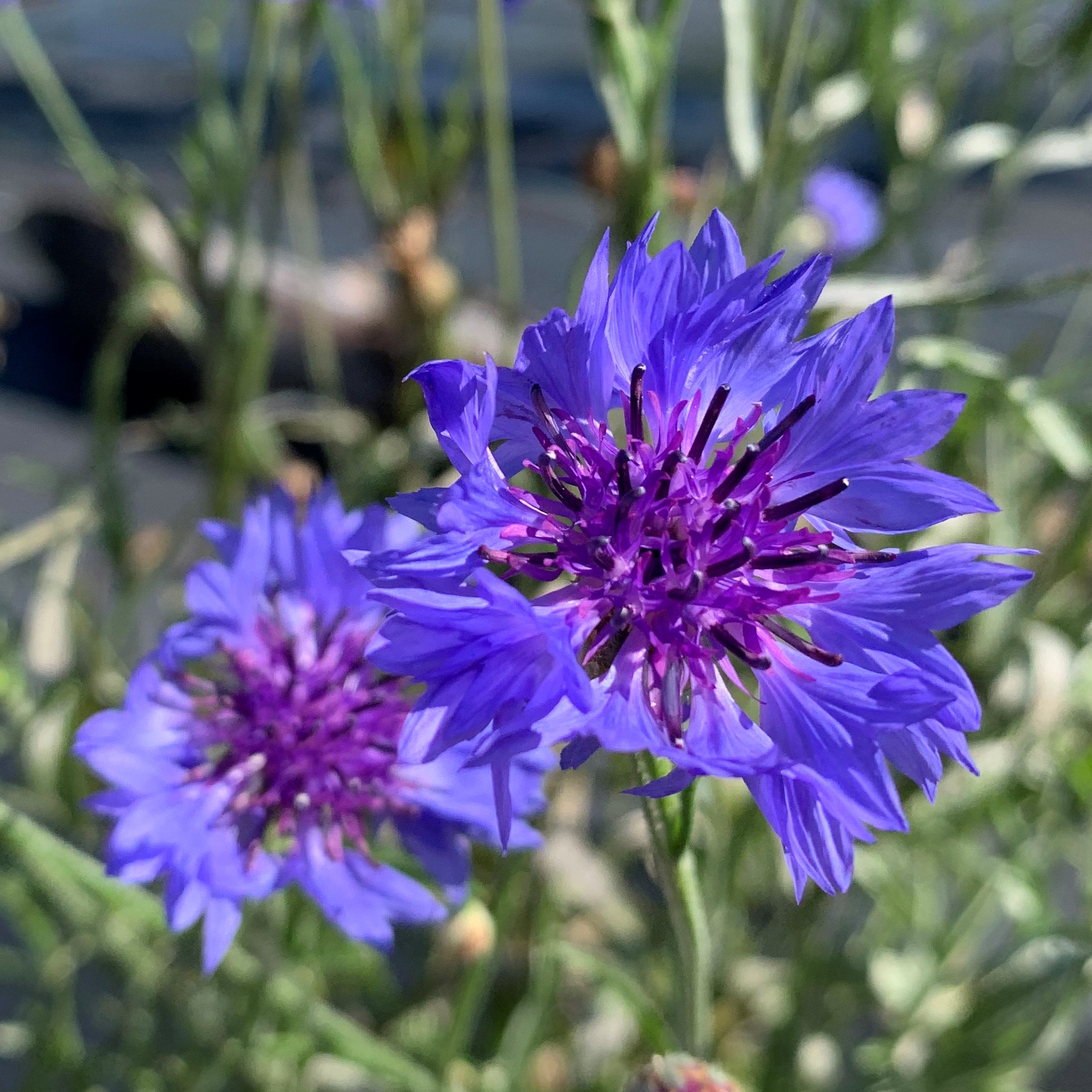 Semences Fleurs comestibles - Mélange - Semences Ancestrales Québec