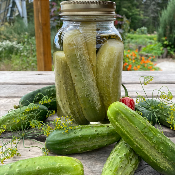 Concombre à cornichon National Pickling - Bio - Jardins de l'écoumène