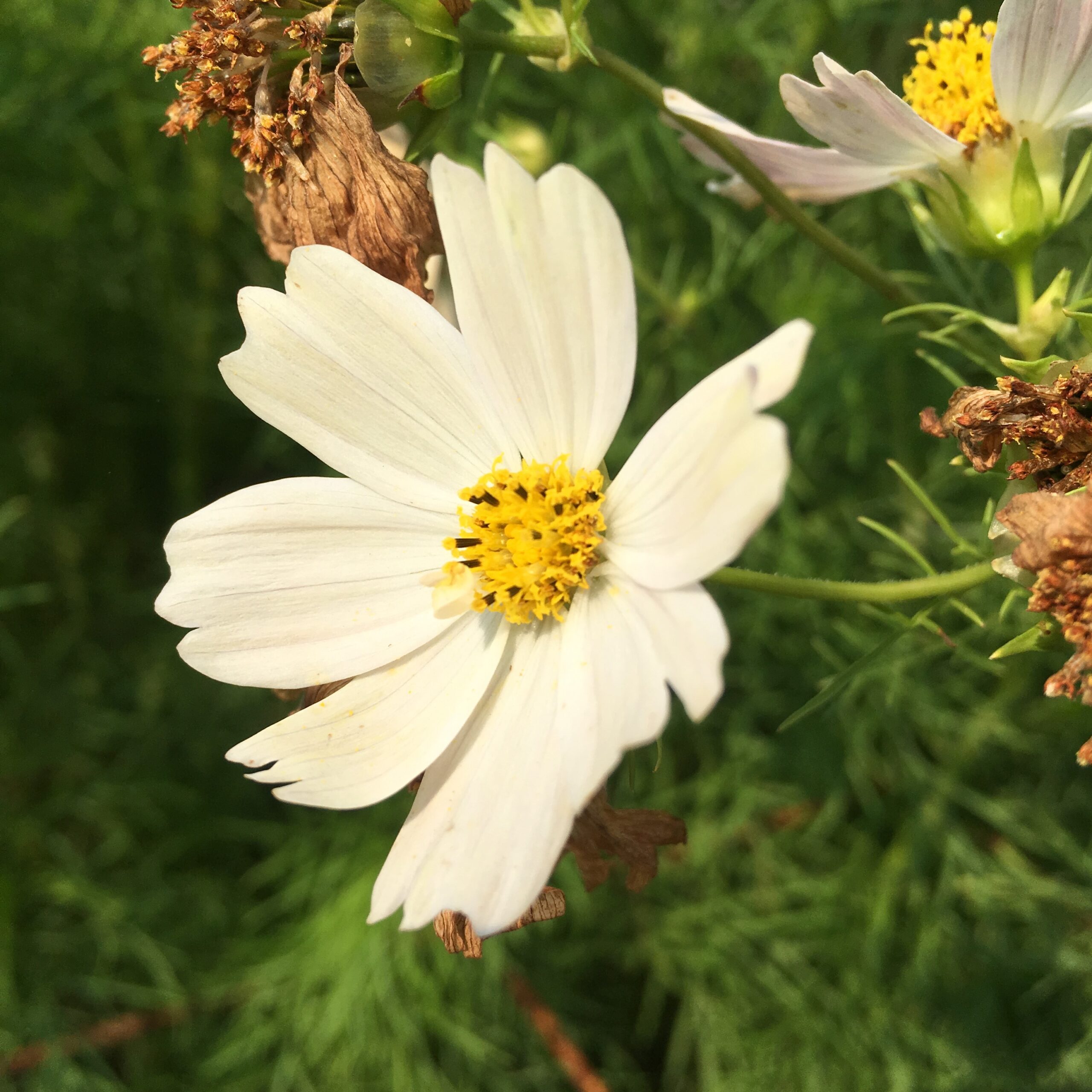 Cosmos Japanese Kiiro - Bio - Jardins de l'écoumène