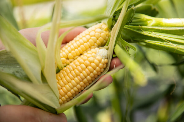 Orchard Baby Corn - Organic