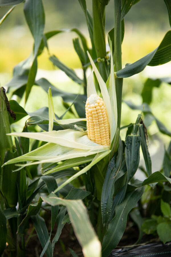Orchard Baby Corn - Organic – Image 2