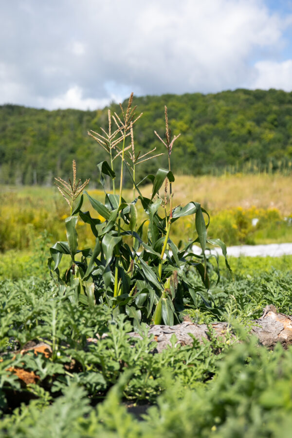 Orchard Baby Corn - Organic – Image 3
