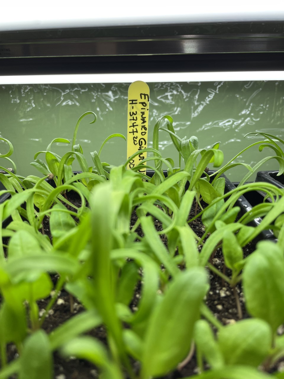 Cultiver des légumes à l'intérieur : possible et amusant - Jardins