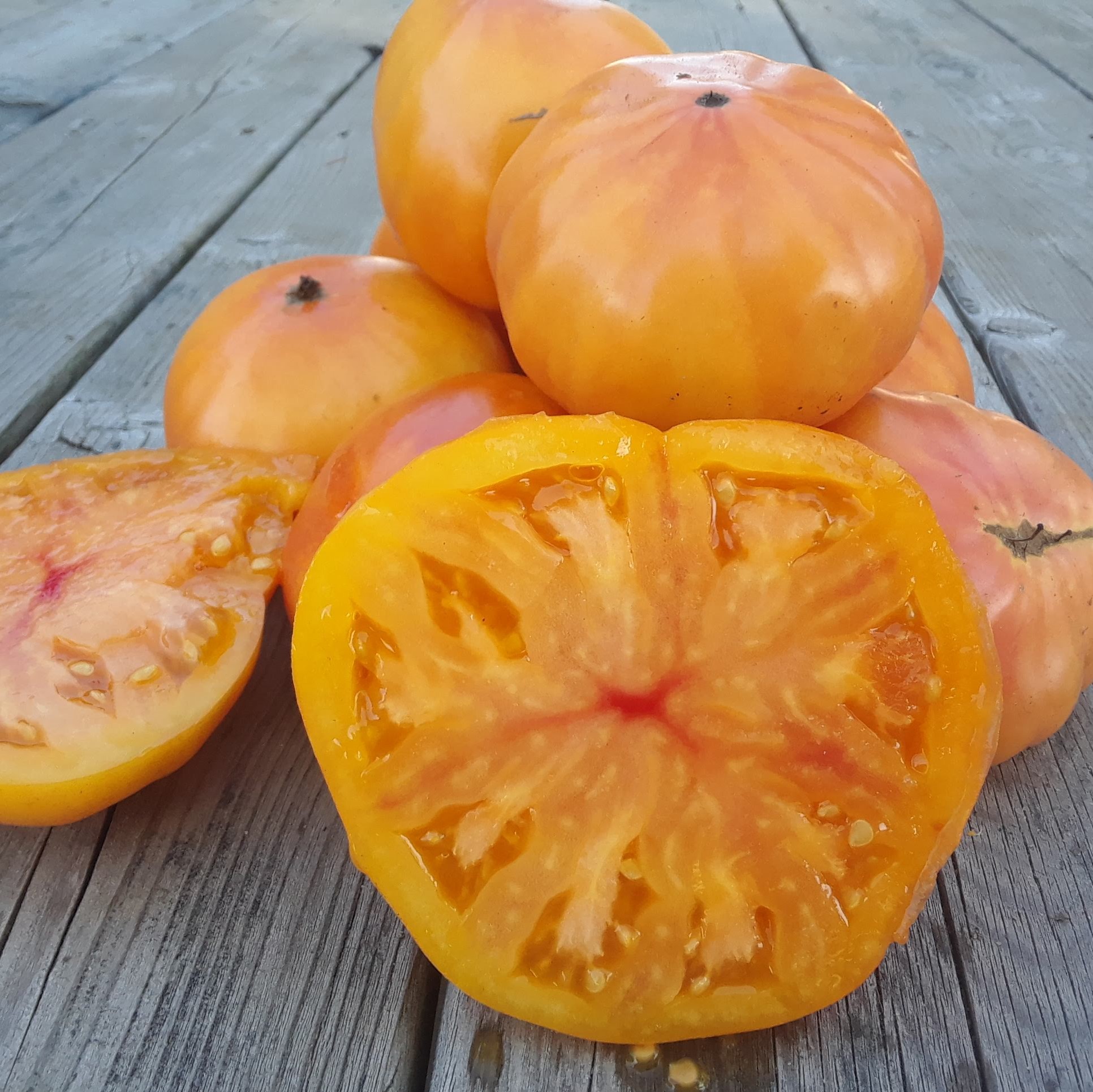 Tomate standard Ananas - Bio - Jardins de l'écoumène