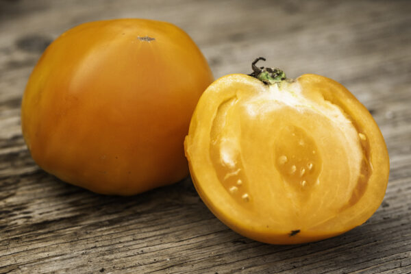 Tomate standard Orange Queen - Bio
