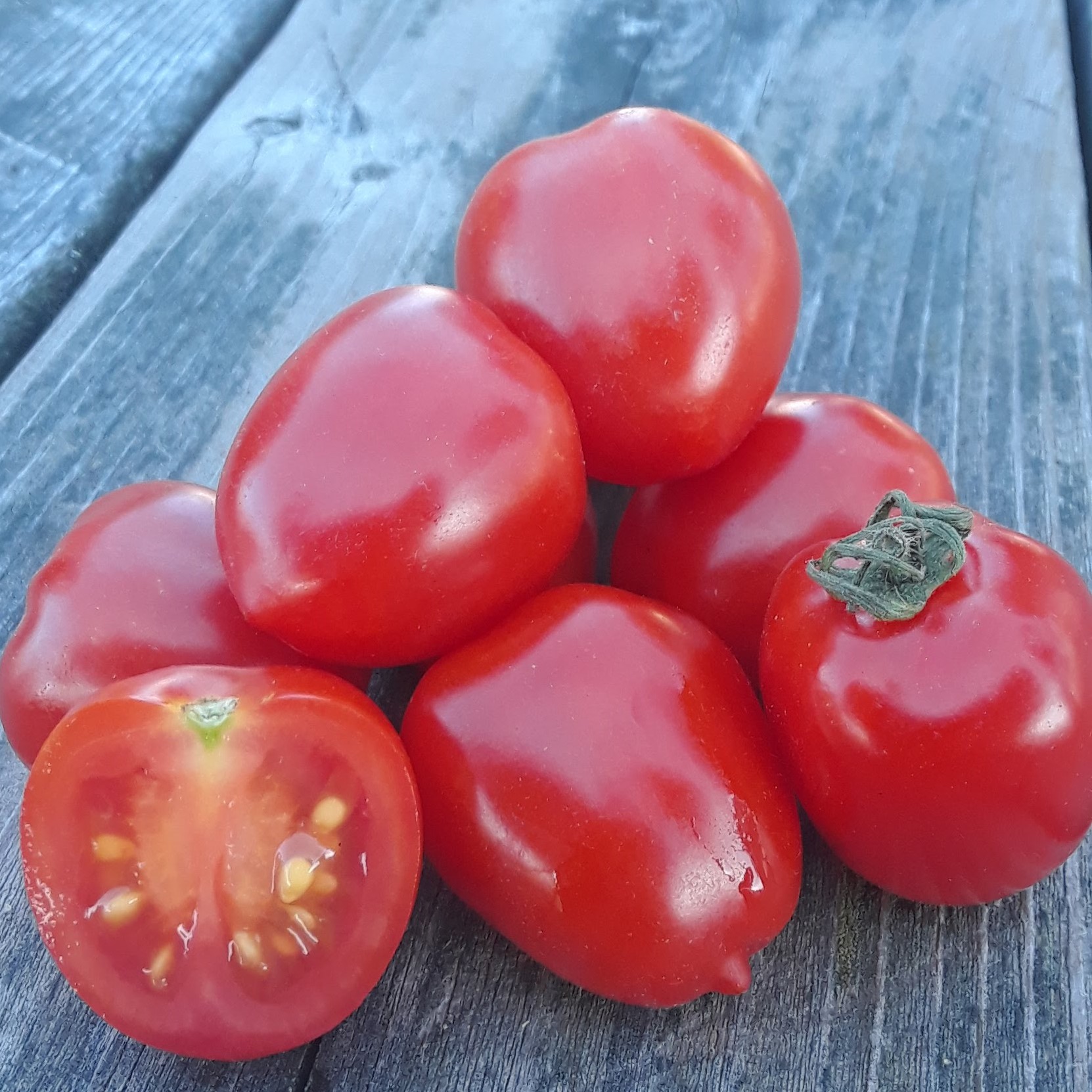 Tomate cerise Sweetheart - Bio - Jardins de l'écoumène