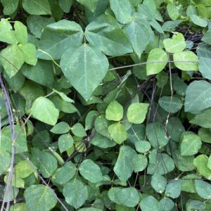 Ground bean plant