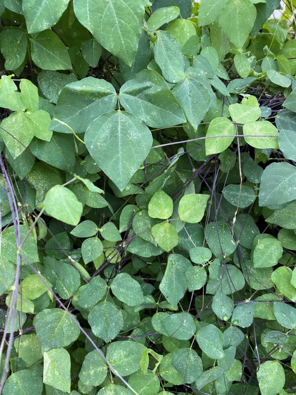 Ground bean plant