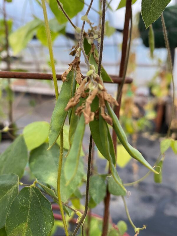 Ground bean plant