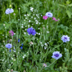 Nigelle Cumin noir - Bio - Jardins de l'écoumène