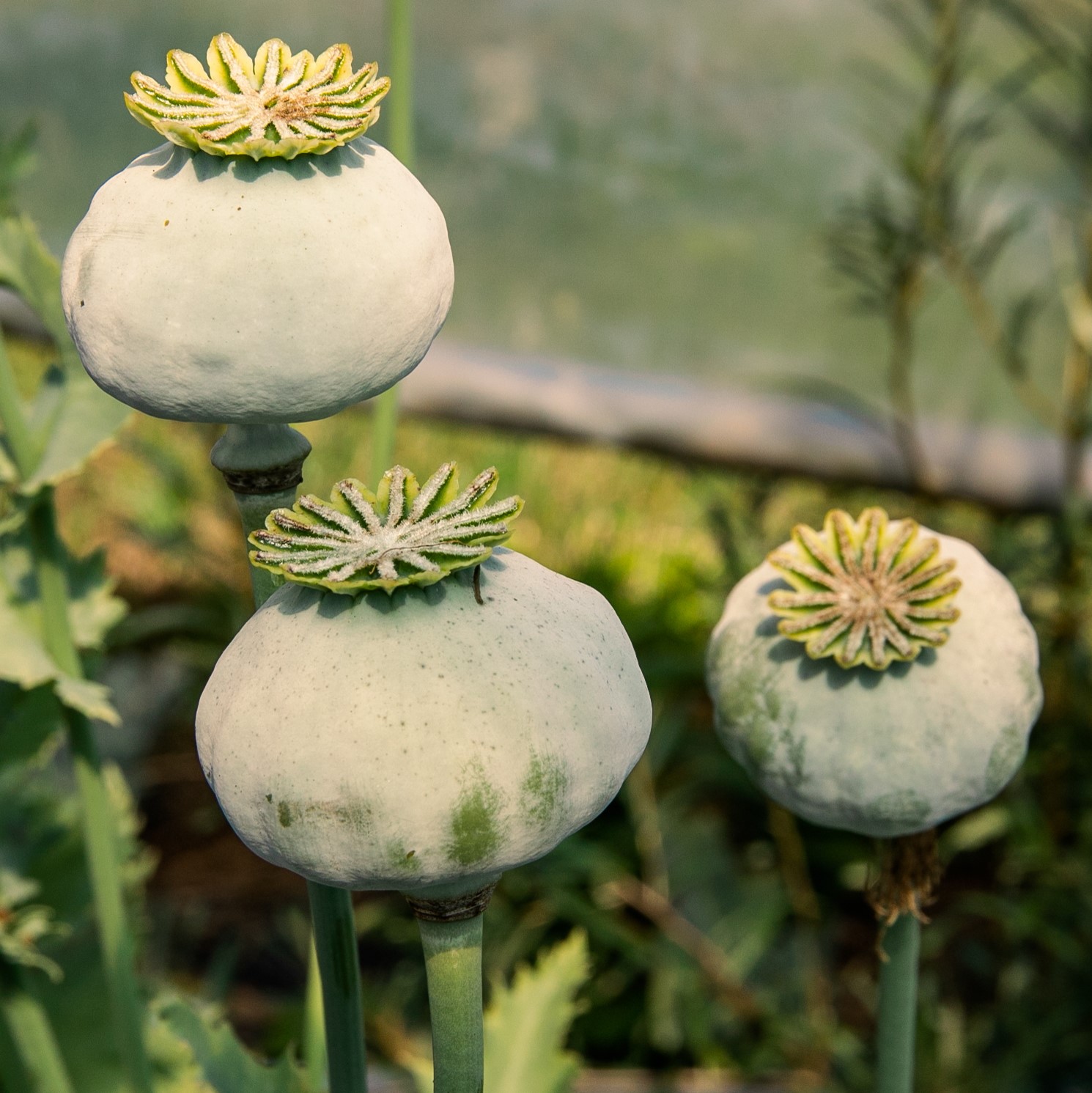 Pavot Amphora - Bio - Jardins de l'écoumène