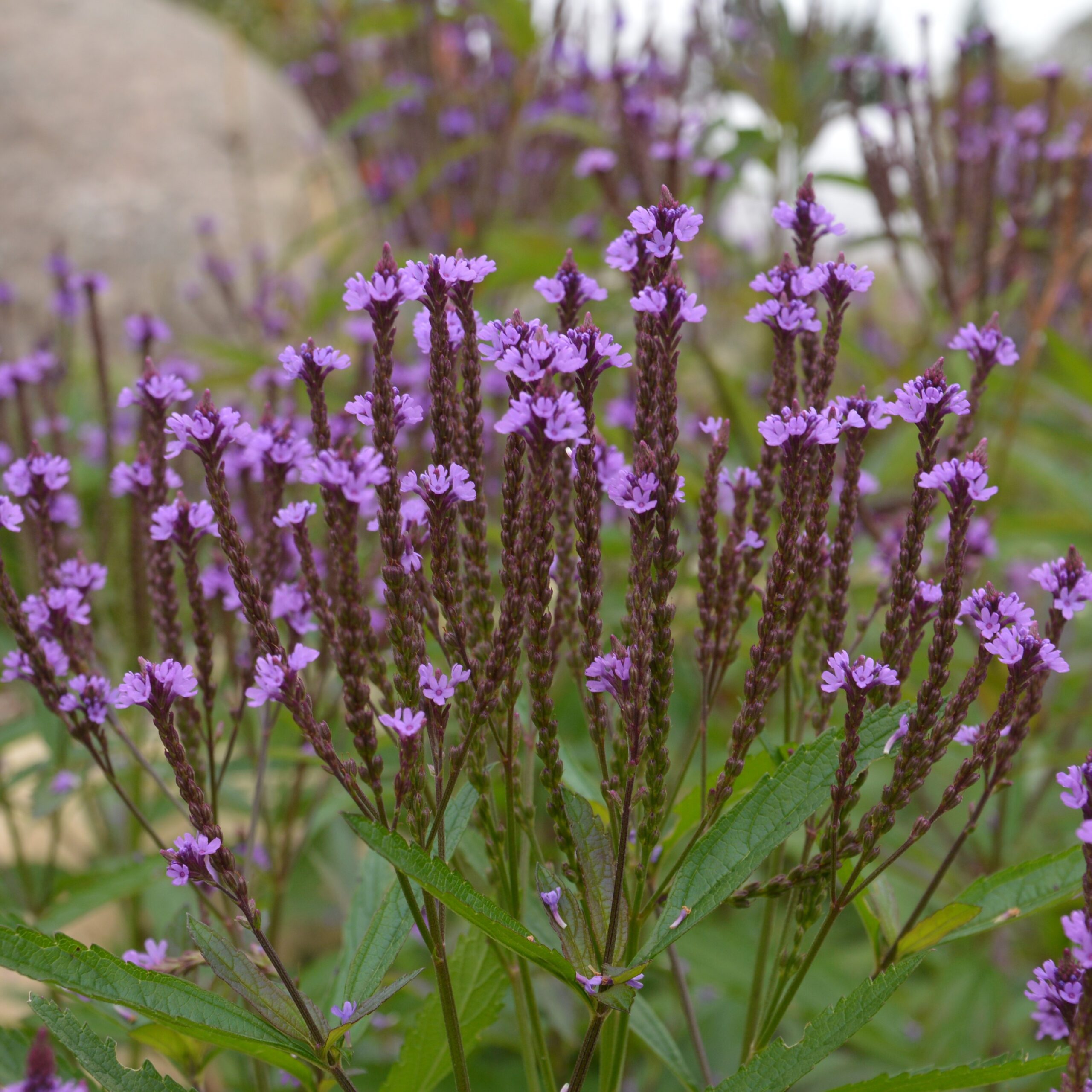 Verveine bleue - Bio - Jardins de l'écoumène