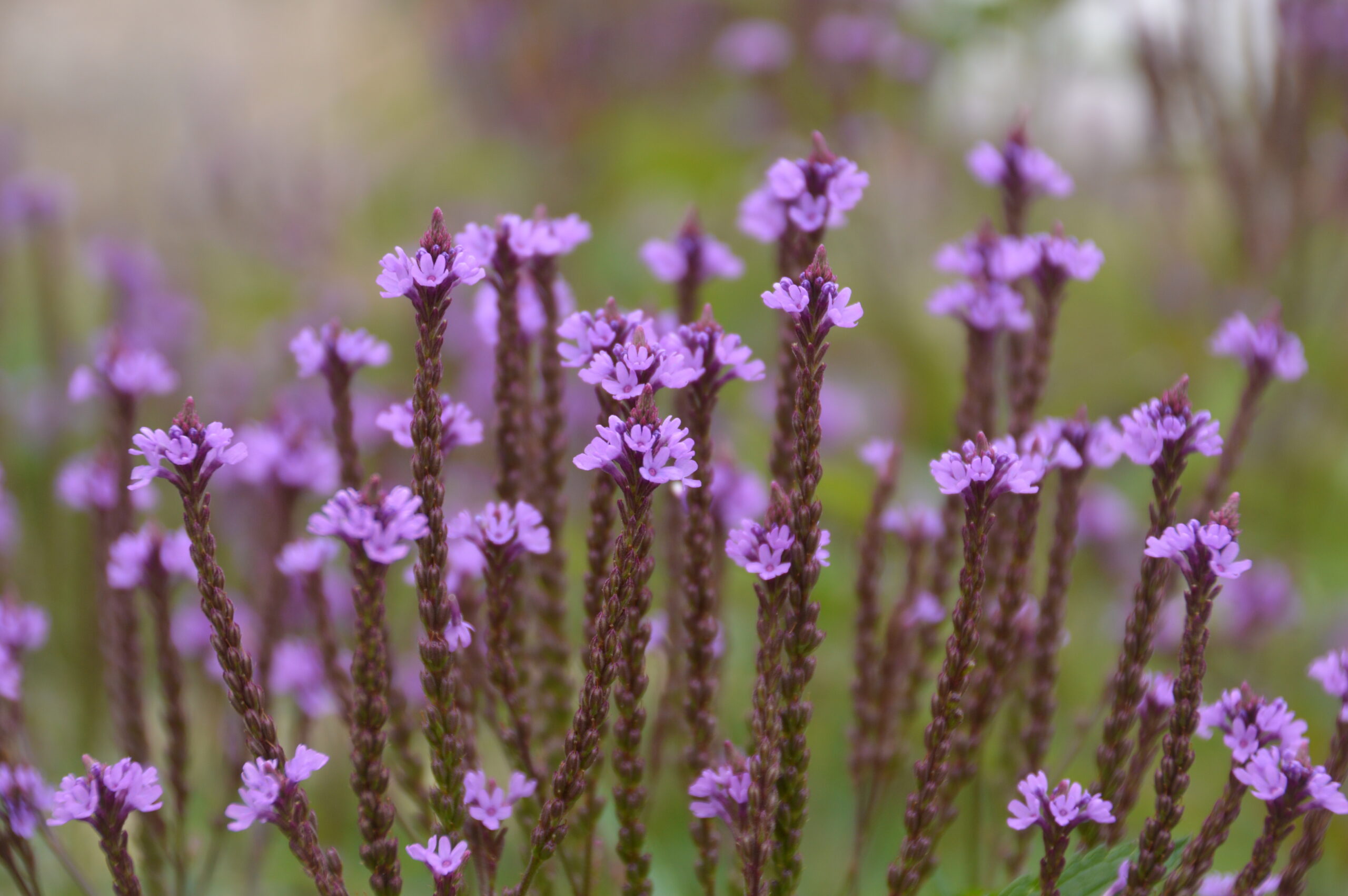 Verveine cascade bleu clair