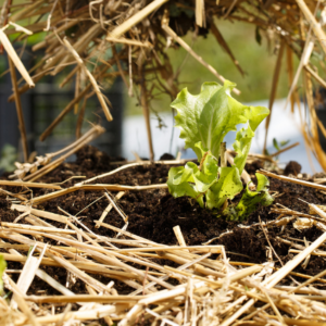 Soil of a vegetable garden covered with mulch between its rows of lettuce.