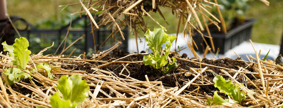 Choisir le bon paillis pour couvrir le sol du jardin