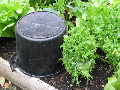 Jardin : la chicorée sauvage, une salade toute saison 