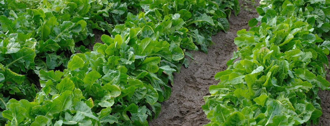 Chicorée : semer et cultiver – PagesJaunes