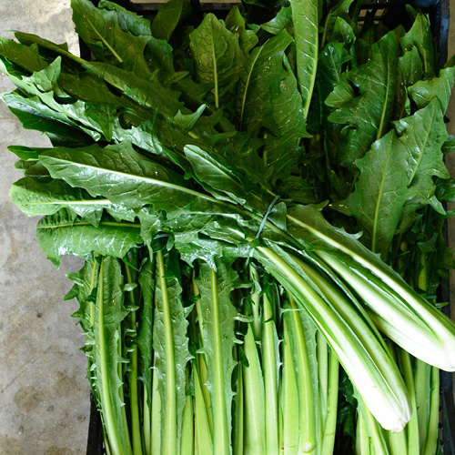 Chicorée sauvage Catalogna - Bio - Jardins de l'écoumène