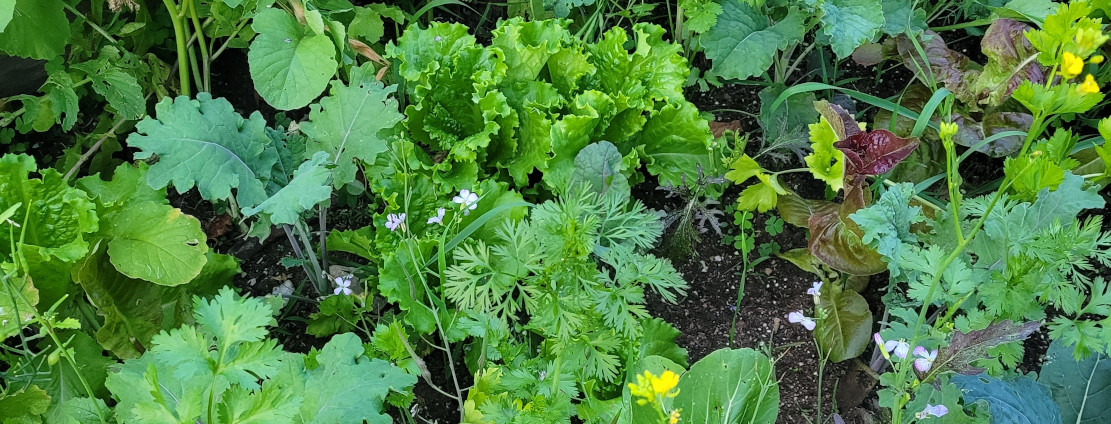 Les semis de fin d'été - Jardins de l'écoumène