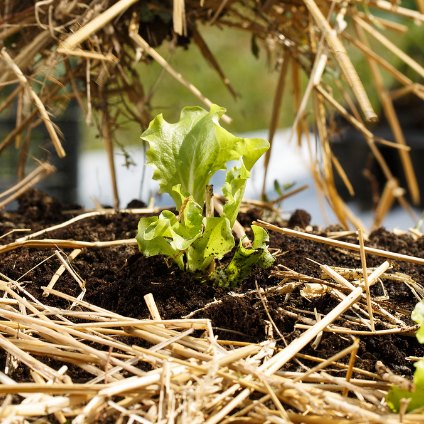 Sol d'un potager couvert d'un paillage entre ses rangs de salades.