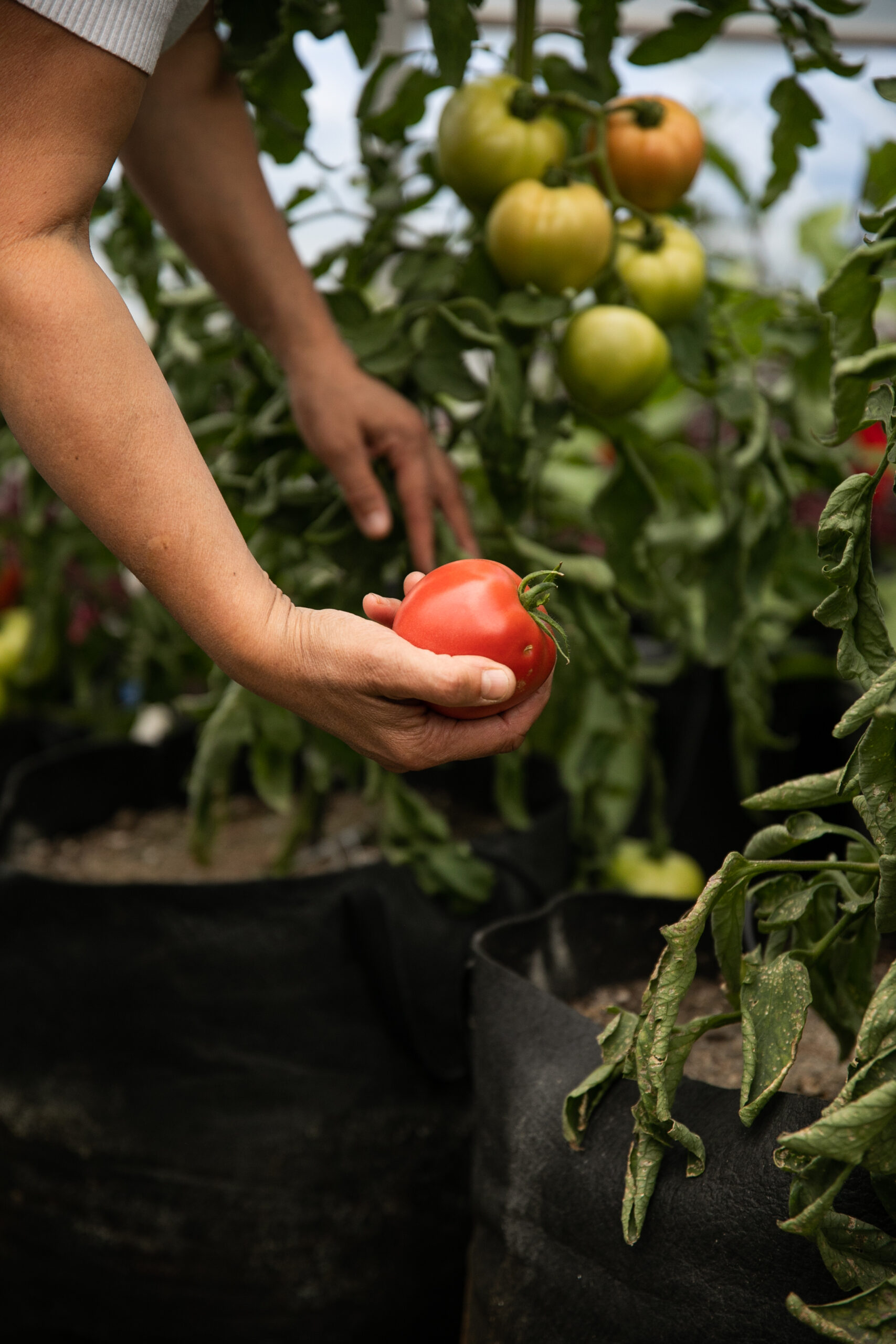 Sac pour machine sous vide - Jardin et Saisons