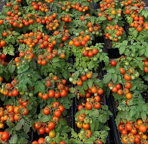 Tomate cerise Red Robin - Bio - Jardins de l'écoumène