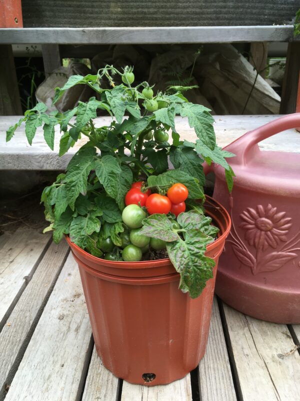Red Robin cherry tomato - Organic – Image 3