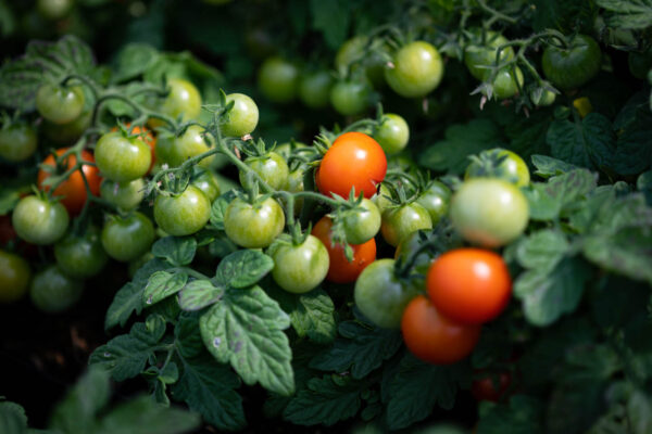 Red Robin cherry tomato - Organic – Image 2