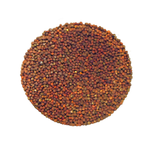 Choux en mélange à germer - Bio