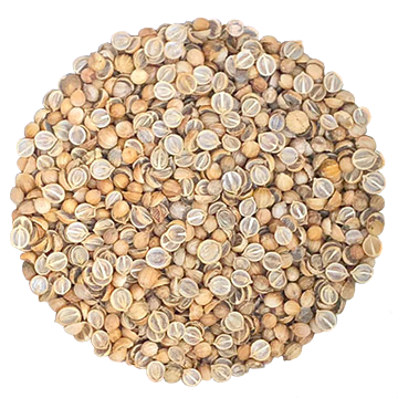 Graines de coriandre divisées – graines de germination biologiques