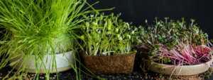Coriandre graine en pot - 2 formats - Le Meix D'or Bio 