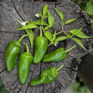 Piment Paprika Hongrois - Bio - Jardins de l'écoumène