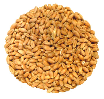 Des graines de blé germé des pousses vertes — BRYCUS
