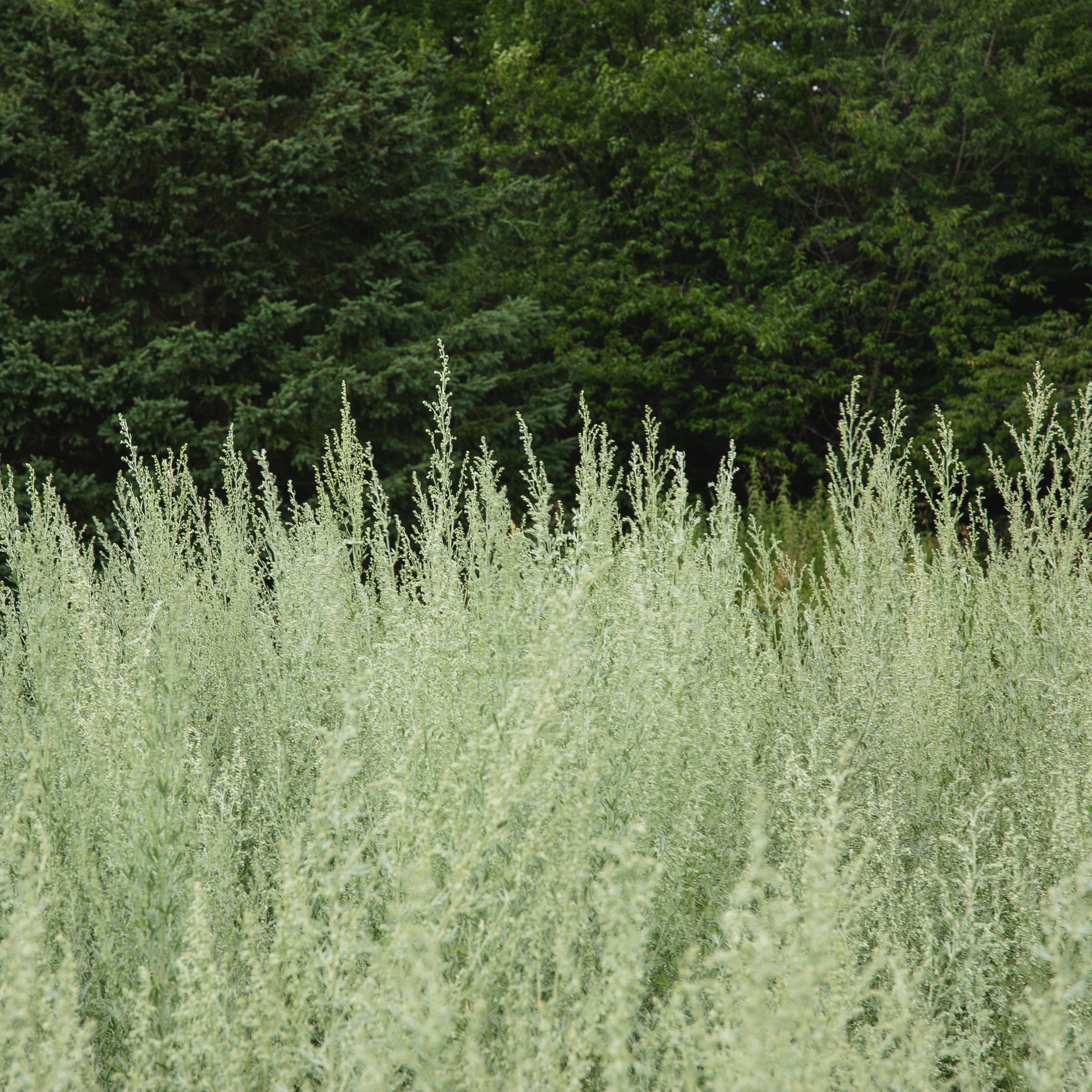 Sacs de plantation pour légumes de Haxnicks - Jardins de l'écoumène