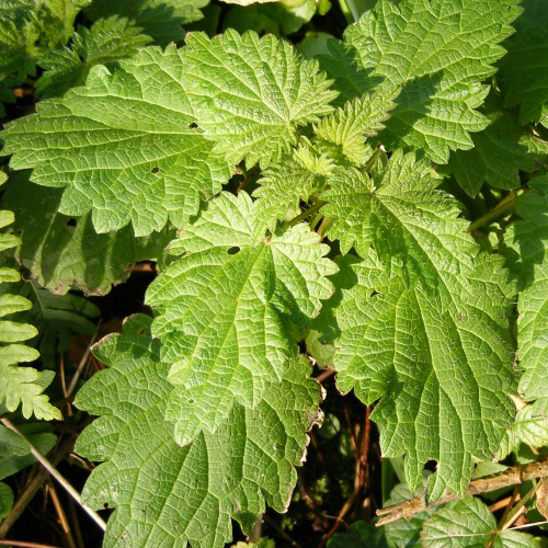 Ortie feuilles coupée tisane | Urtica dioica