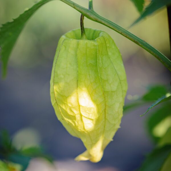 Tomatillo Queen of Malinalco - Bio – Image 3