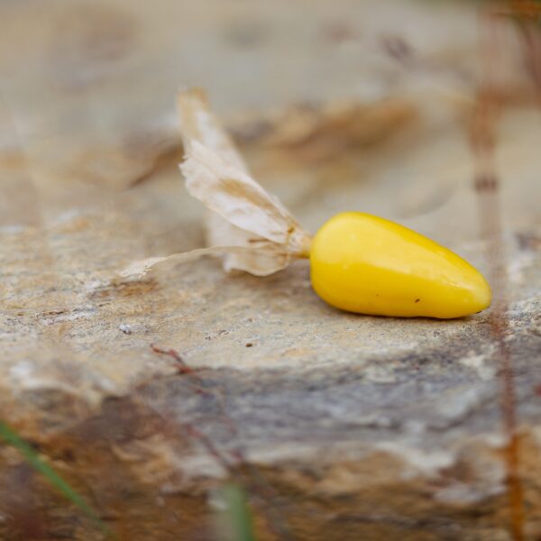 Tomatillo Queen of Malinalco - Bio – Image 2